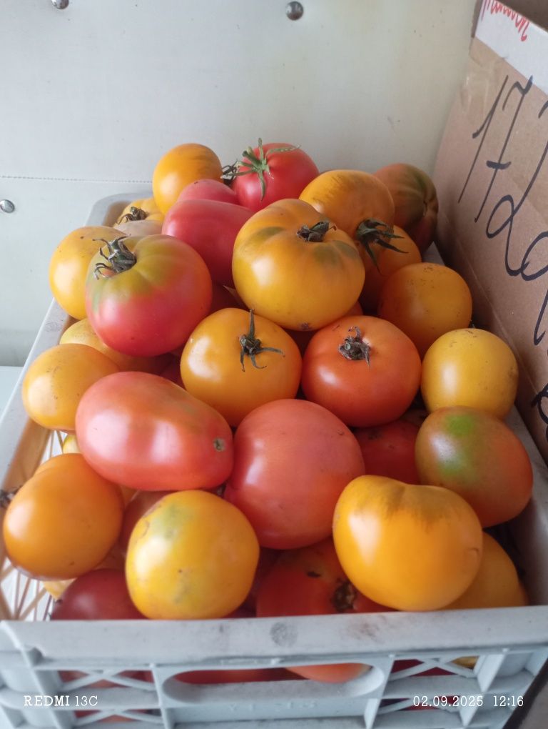 Продам помидоры,разных сортов