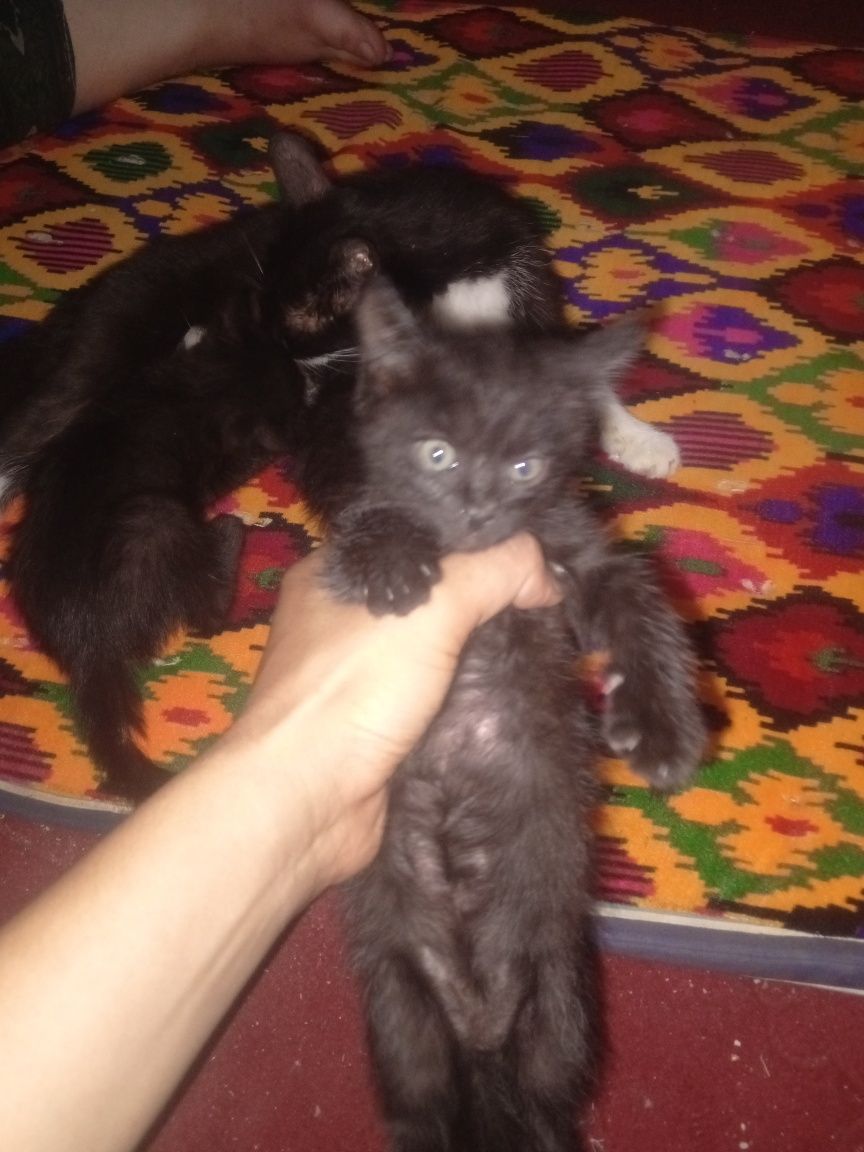 mushuk bolalari bor 3 tasi qopqora 1 tasi oq aralaw