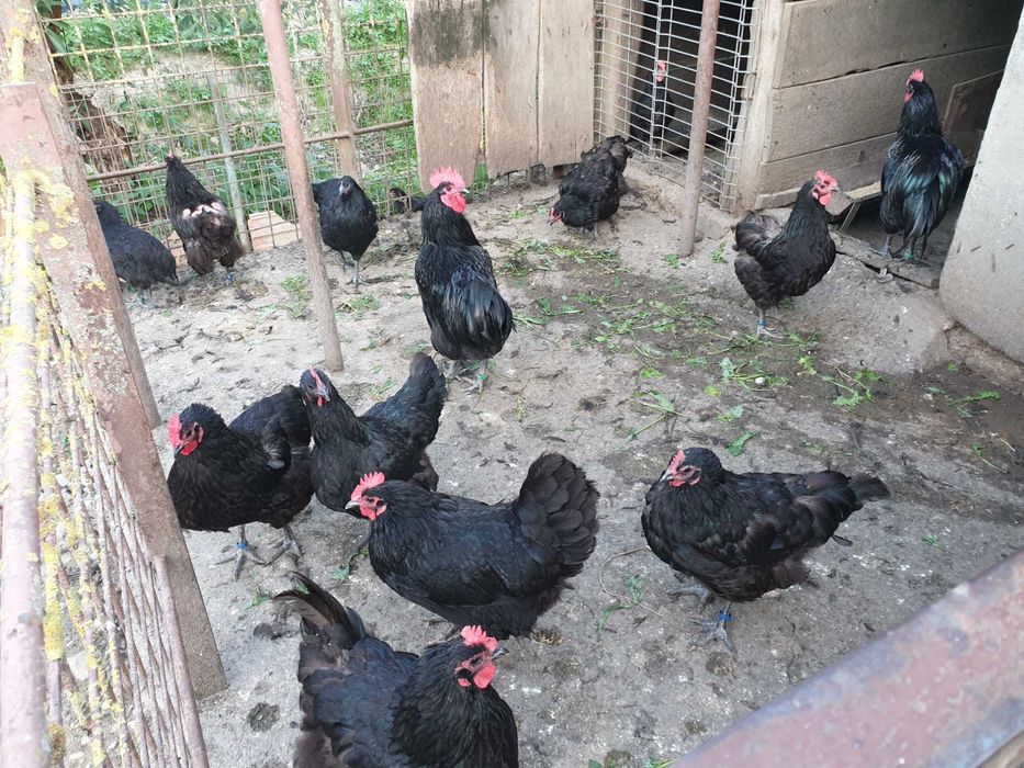 Gaini si cocoși Australorp negru