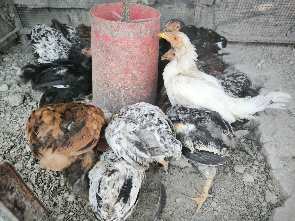 Xonaki Jo'jacha 1 kunlikdan 3 Oyligacha Sog'lom