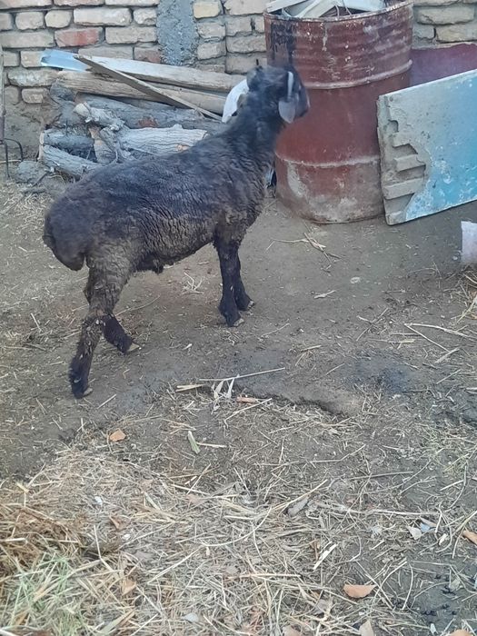 Кучкор барра сотилади