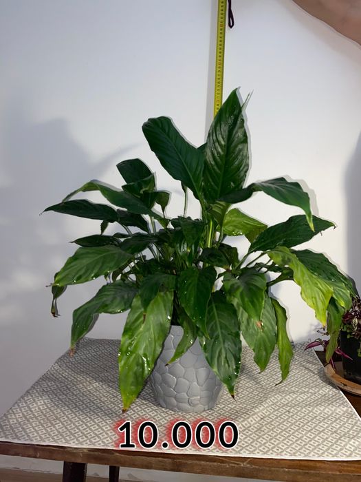 Цветы для офиса.