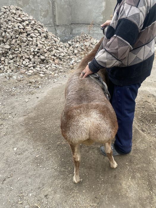 Qochqor qoy sotiladi