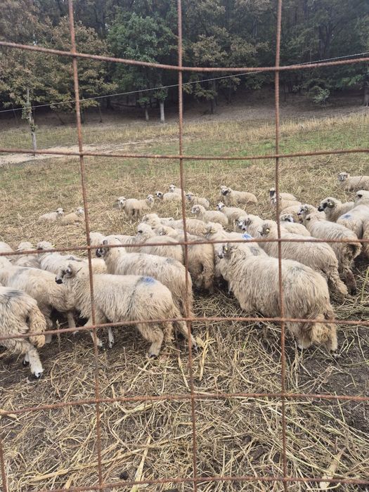 Vând oi țurcane si mioare