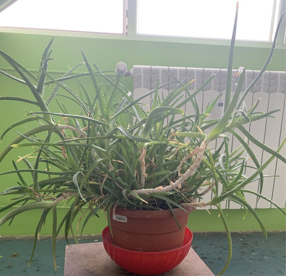 Aloe Vera de 10 ani/dim 80 cm coroana lățime  și 60 cm înălțime