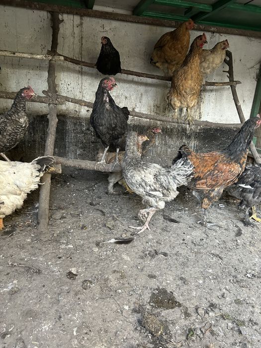 Продам цыплят от домашних кур