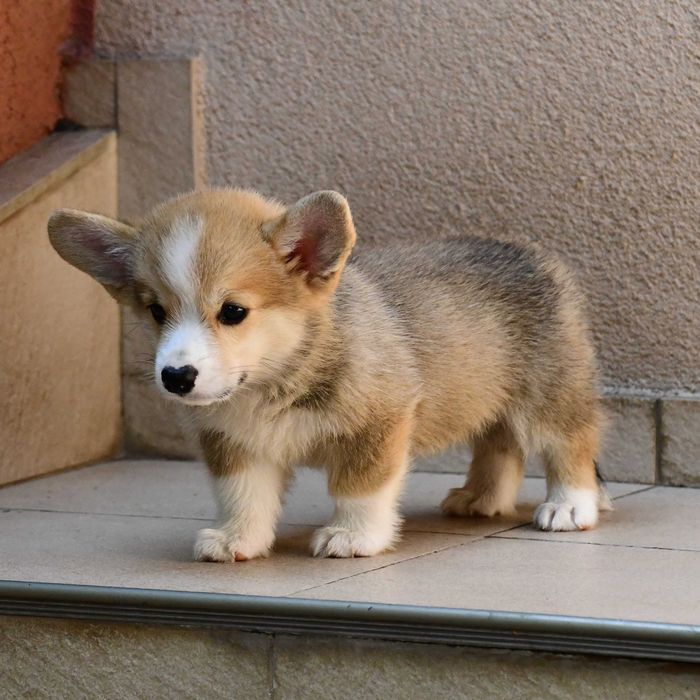 Cățeluș Corgi perfect. Vaccinat, pedigree, microcip, transport.