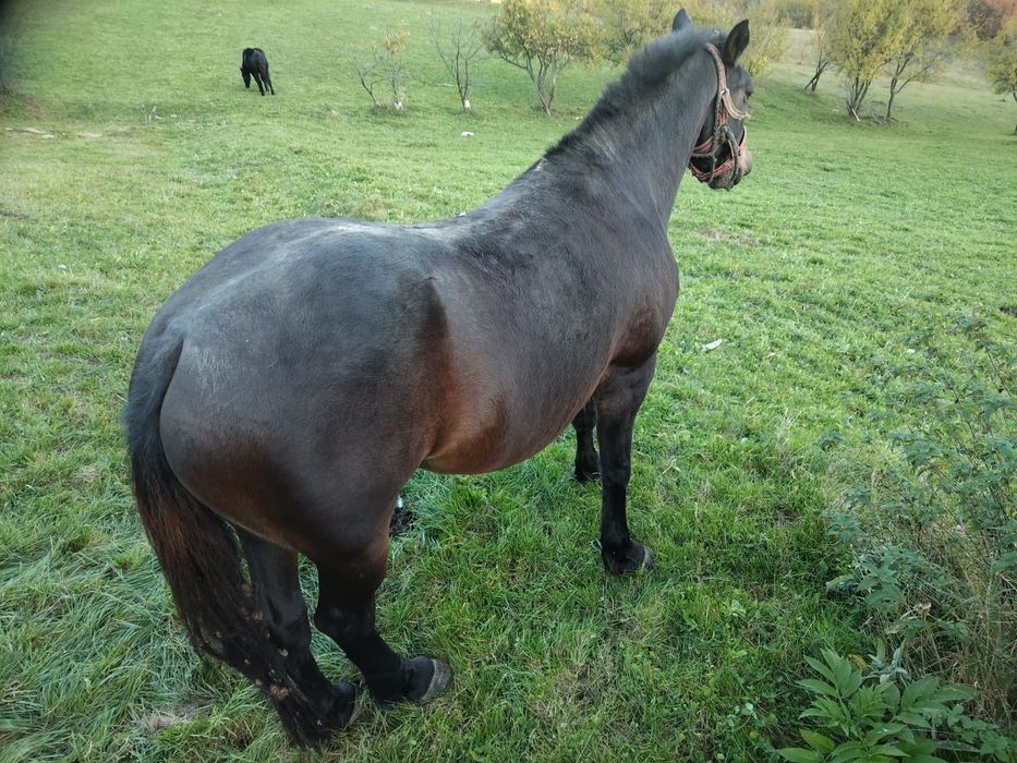 Vind iapă in vârstă de 4 ani