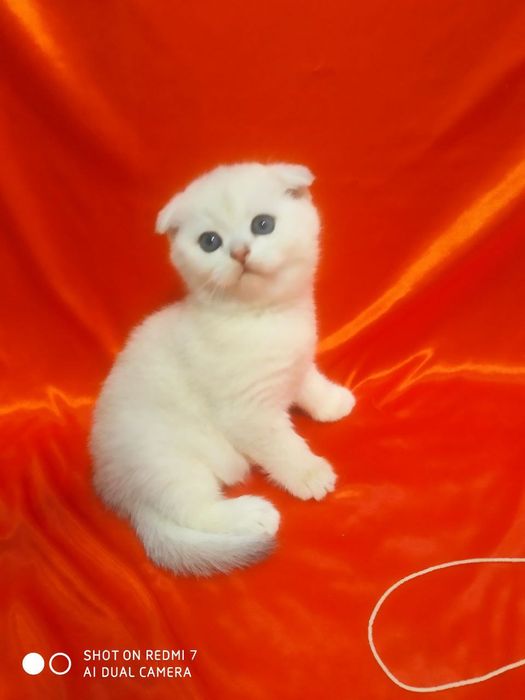 Продаются катята