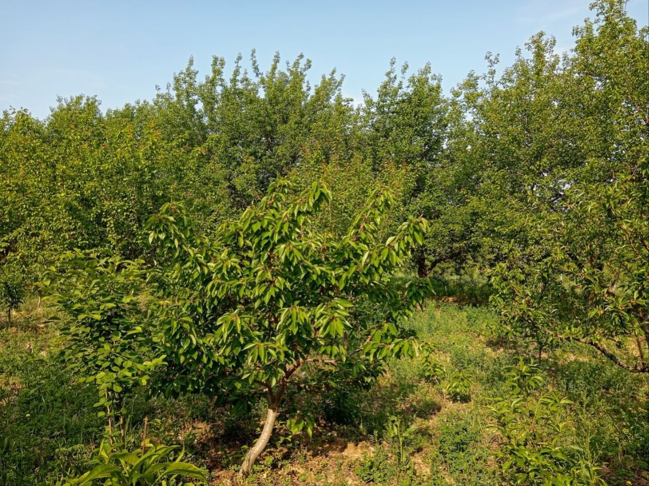 Dacha dakumentlari joyida ozimizni nomimizda