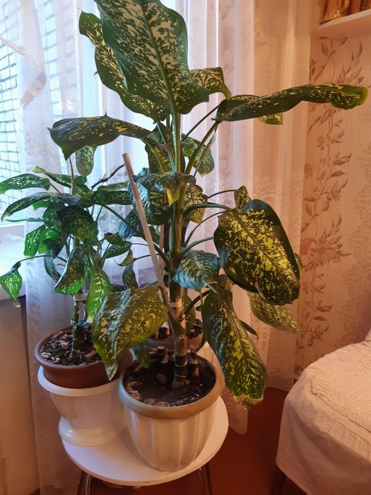 Цветок диффенбахия