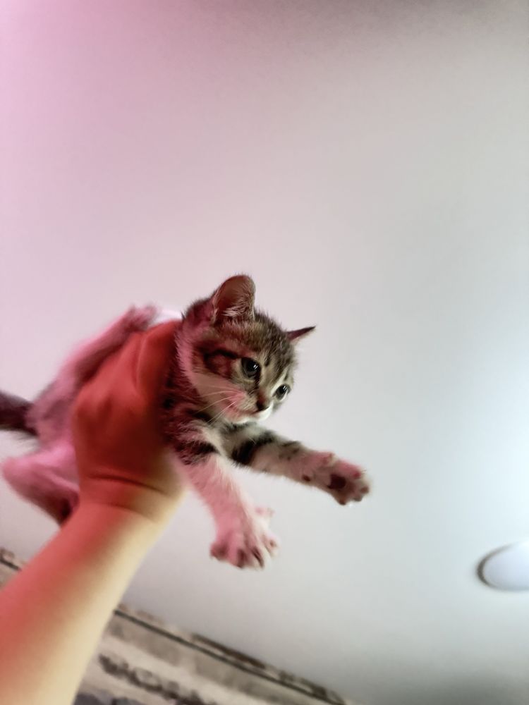 Кошка отдам бесплатно девочка