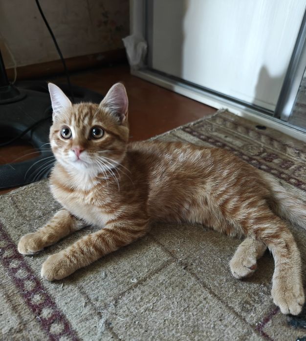 Котенок породы скотиш страйт