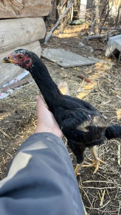 Дакан шөжелер сатылады 1.5ай болган линиясы мықты