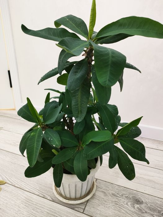 Комнатные растения. Доставка