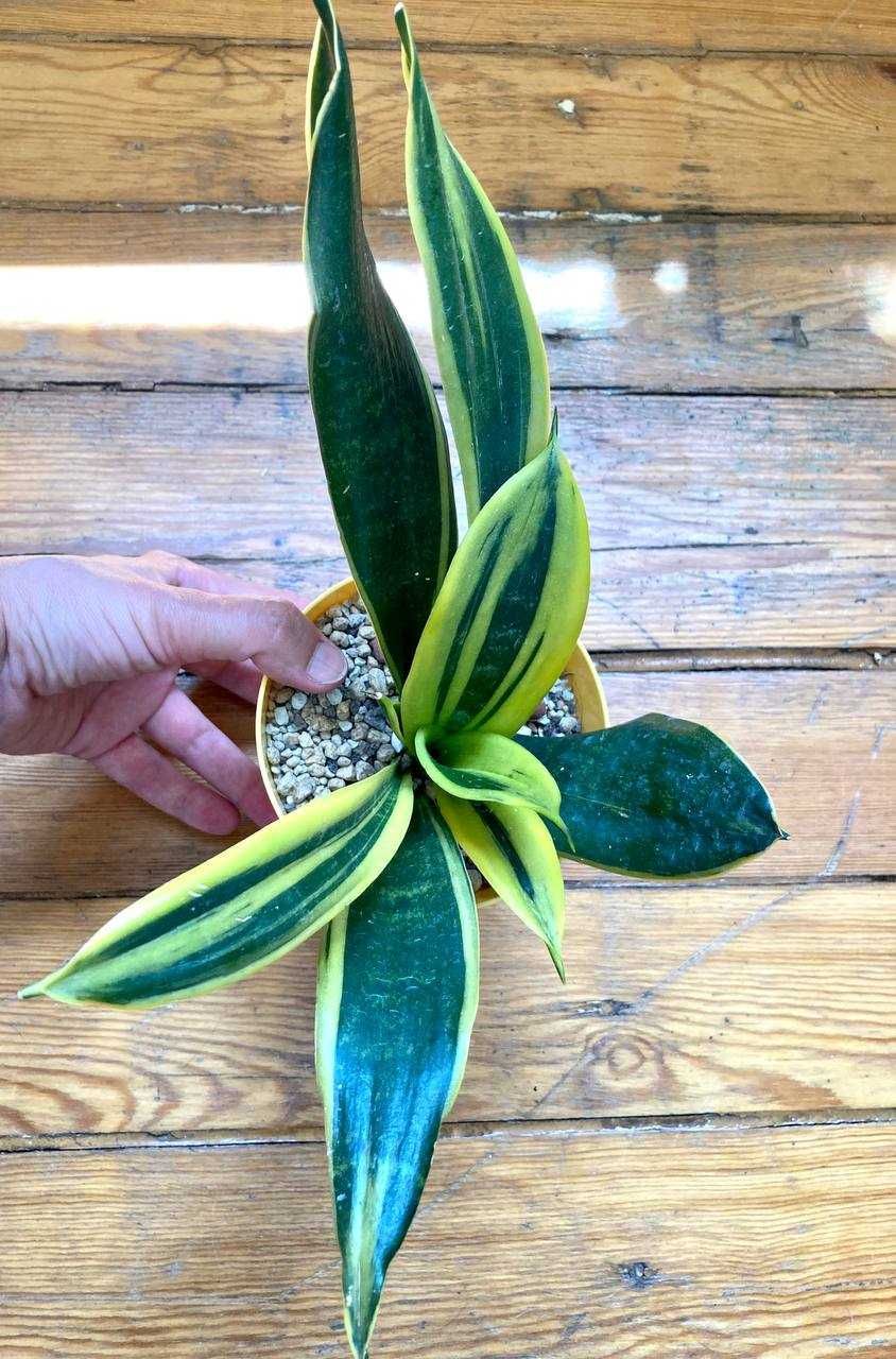 Сансевиерия Голден Флейм (Sansevieria Golden Flame)