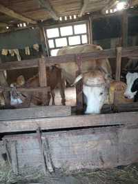 Vacă vitea și vițel de vînzare sat  ănești gorj preț 1100000 lei negoc