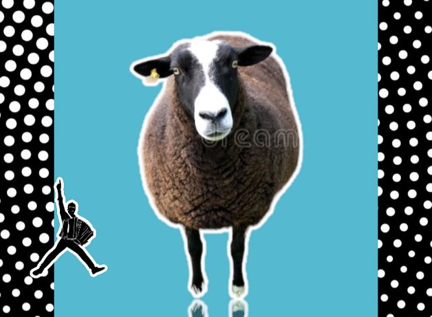 • Қой қошқар тоқты тұсақ саулық қозы овец баран овца кой козы КБ9