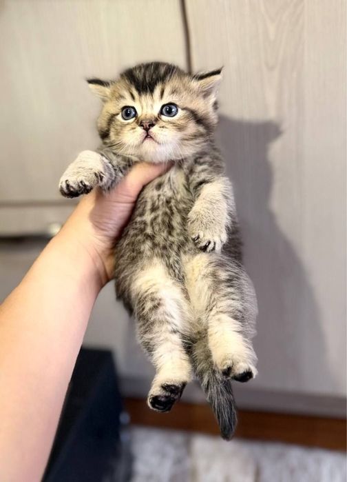 Чтстокровный мальчик мишка