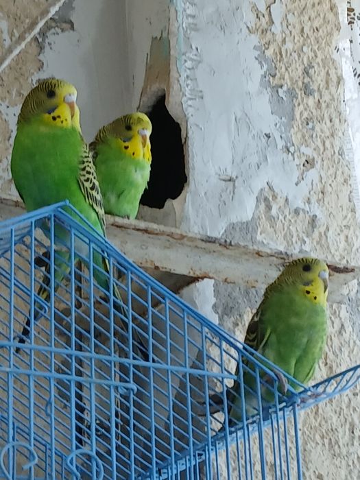 Vând Papagali Peruș