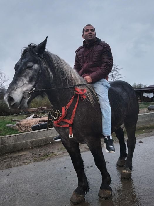 Vând cal de 4 ani în primavara