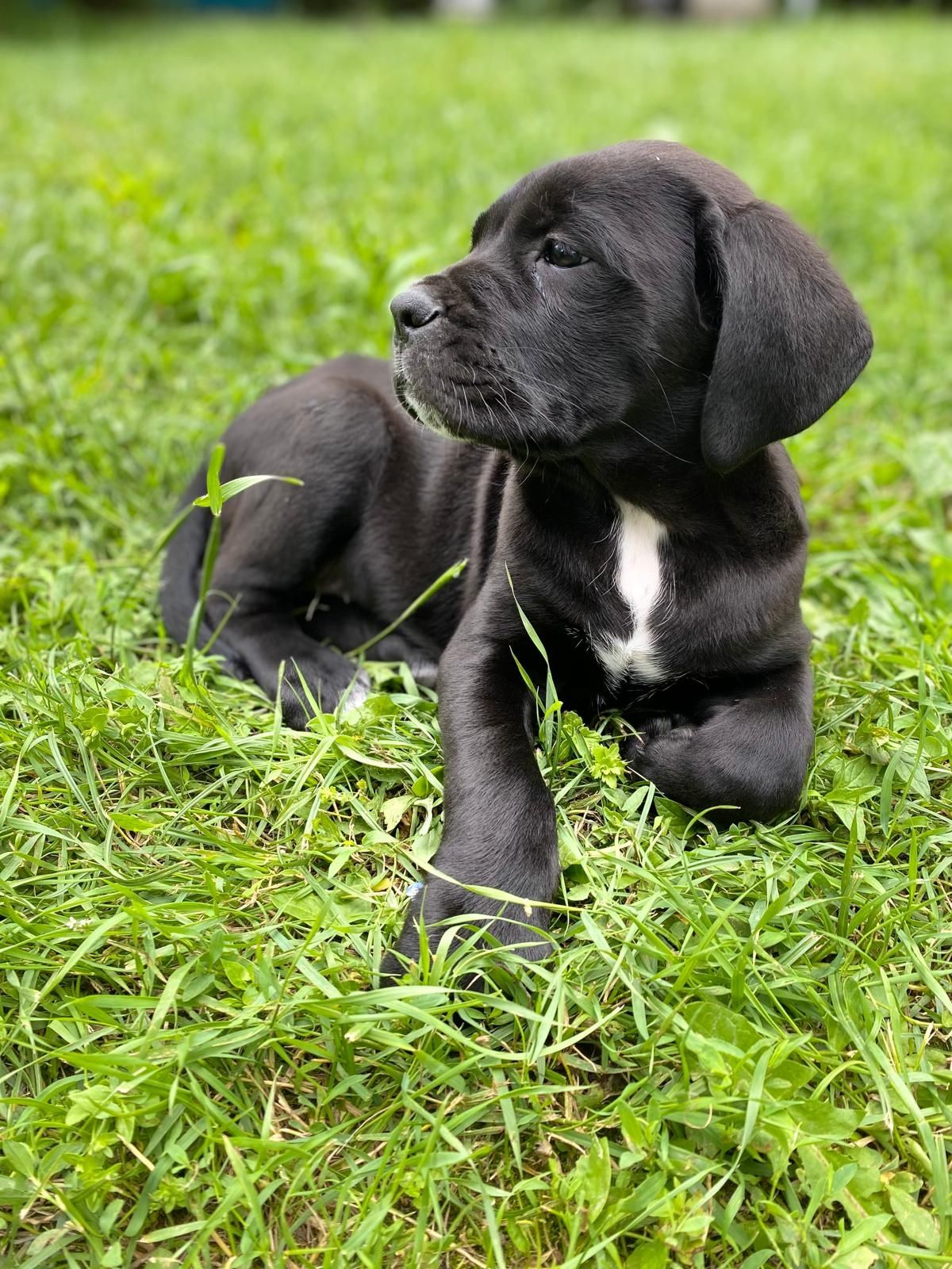 Vand  Cane Corso