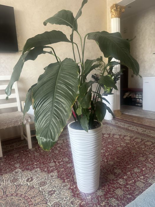 Продам Спатифиллум Себастяьн