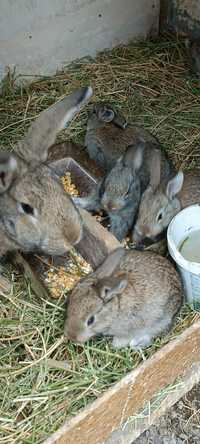 Кролик Продам крольчат по 1000 тг