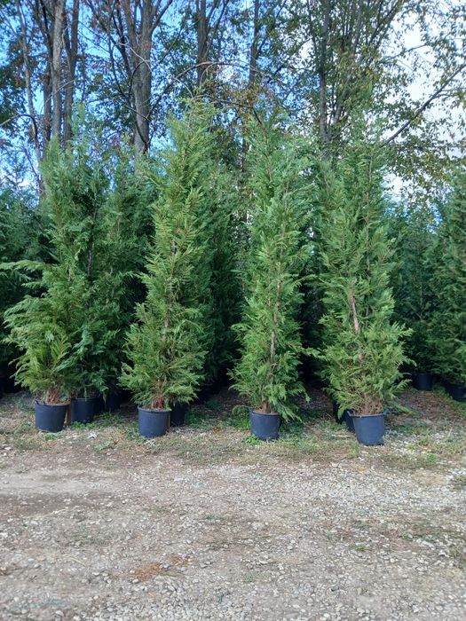 Chiparos leylandii 3m80 4m 250 ron