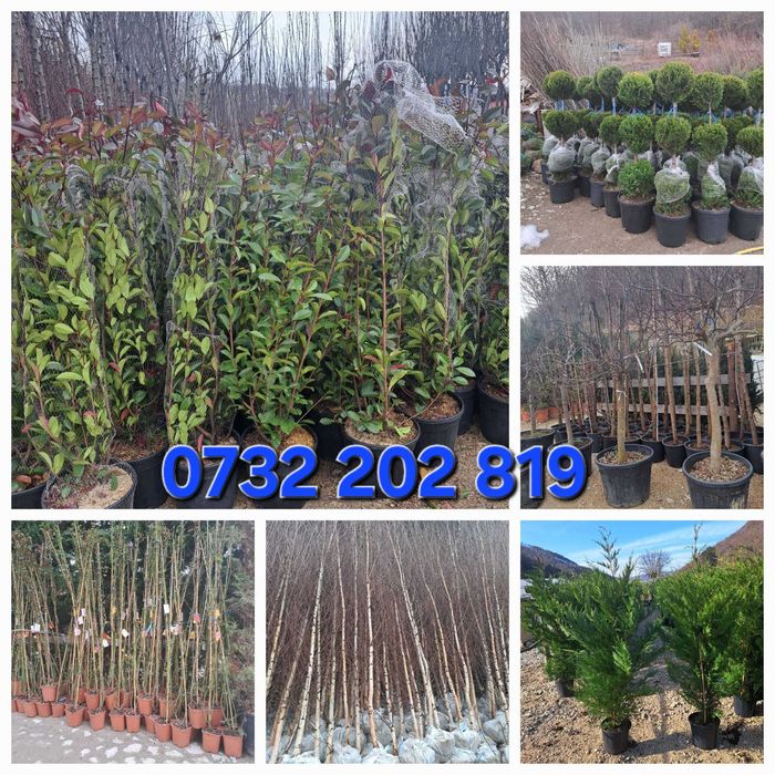 Vând leylandi chiparos, magnolie, gazon, palmieri, cedru, prunus etc.