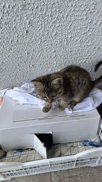 Котенок.Отдам в хорошие руки
