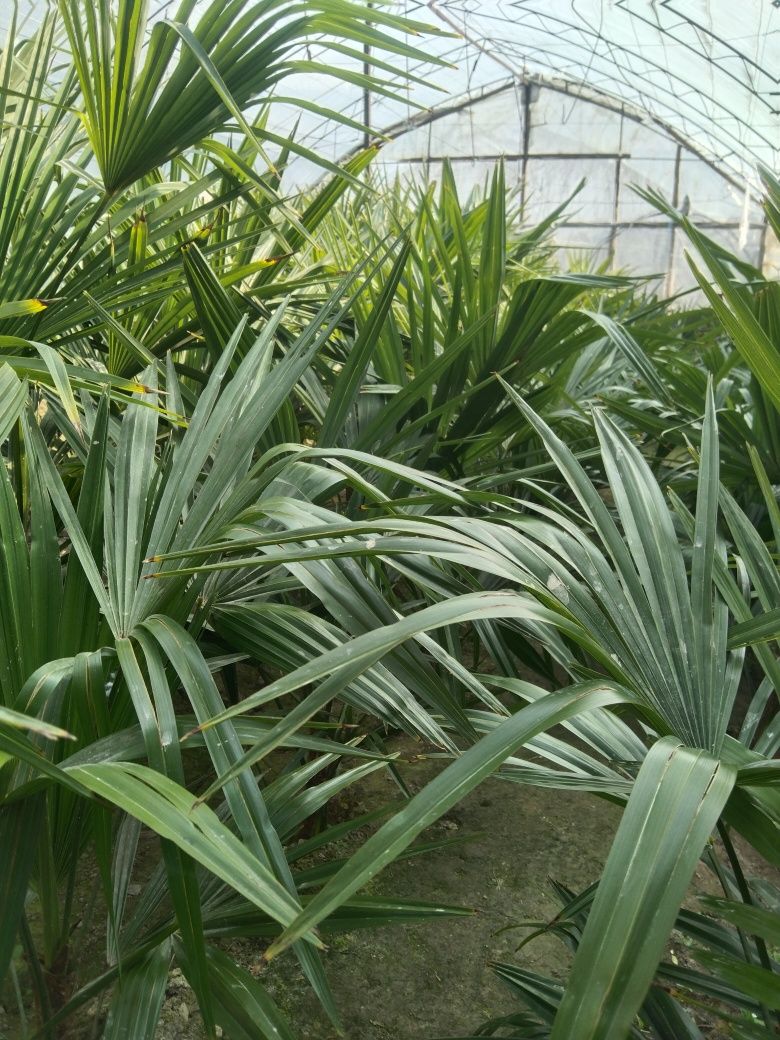 Palma guli sotiladi