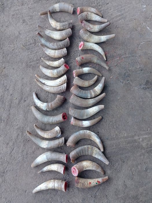 Vând coarne de Vaci