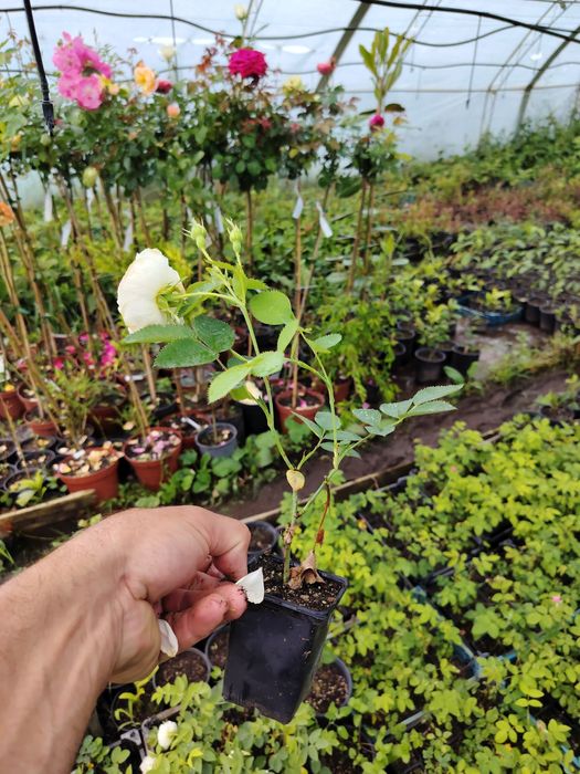 Trandafir  pentru dulceata  Damascena într-o oală