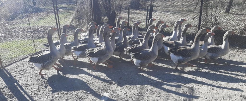 Селски и лебедови гъски