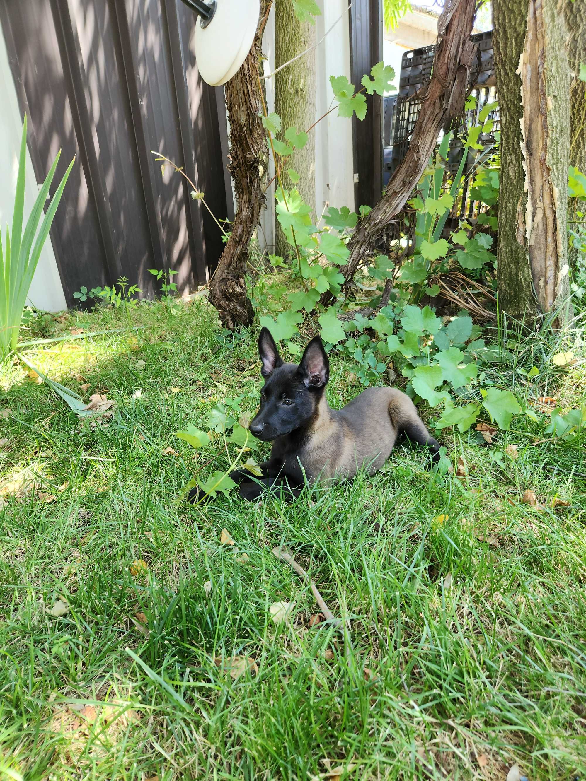 Femela Ciobanesc belgian Malinois cu pedigree