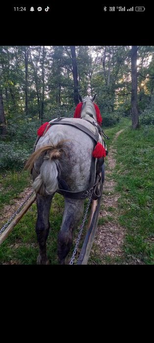 De vânzare armăsar 7 ani