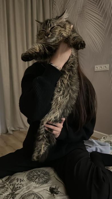 Кошка (чистый) Майкун , семь месяцев