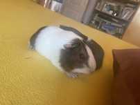 Pui porcusori de guineea!!