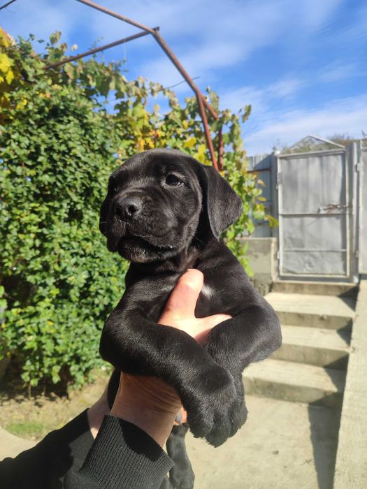 Cane corso italian