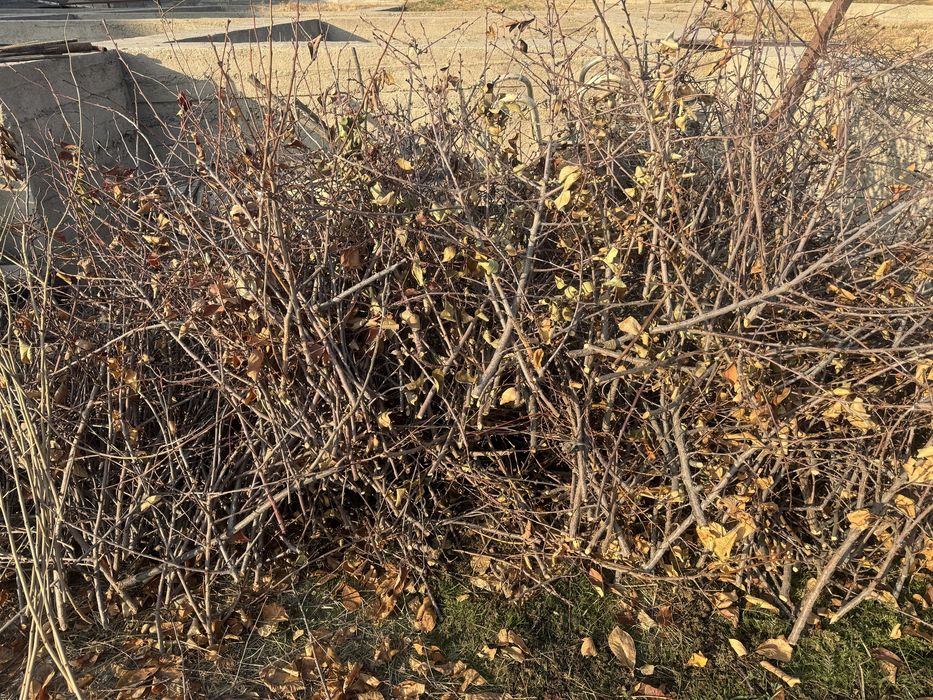 Ветки на дрова бесплатно, отын тегын