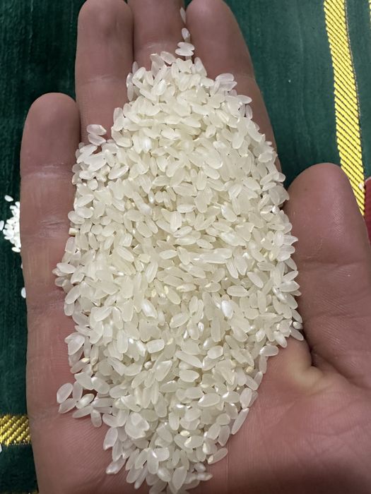 Oliy navli alanga guruchi