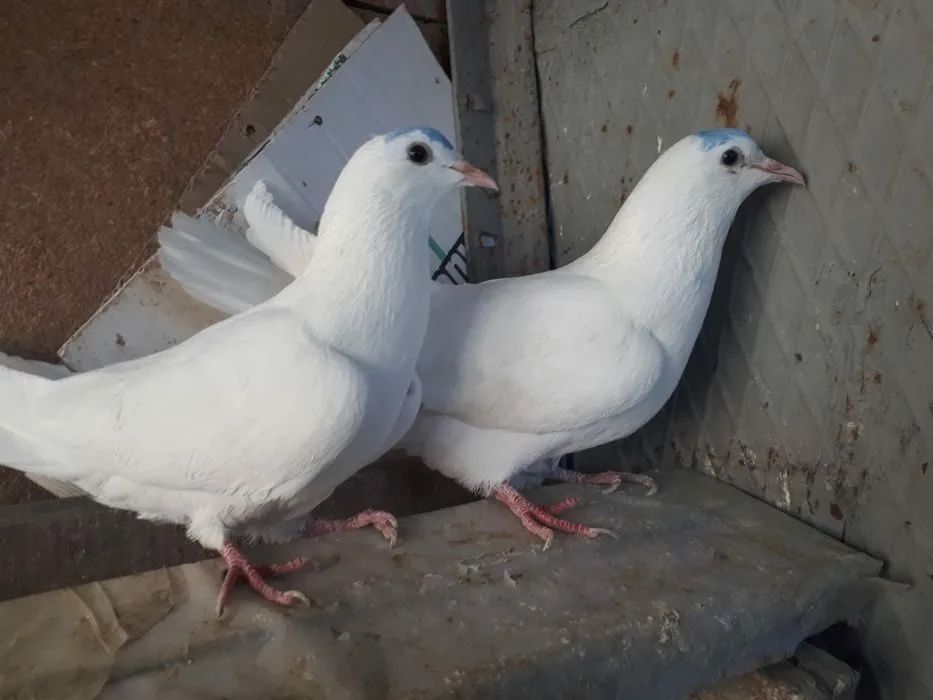 Иранский голуби 2 шт