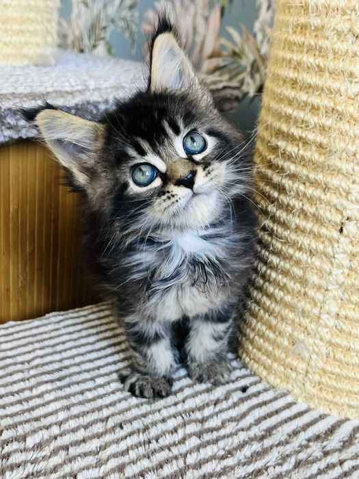 Мейн-куун котенца