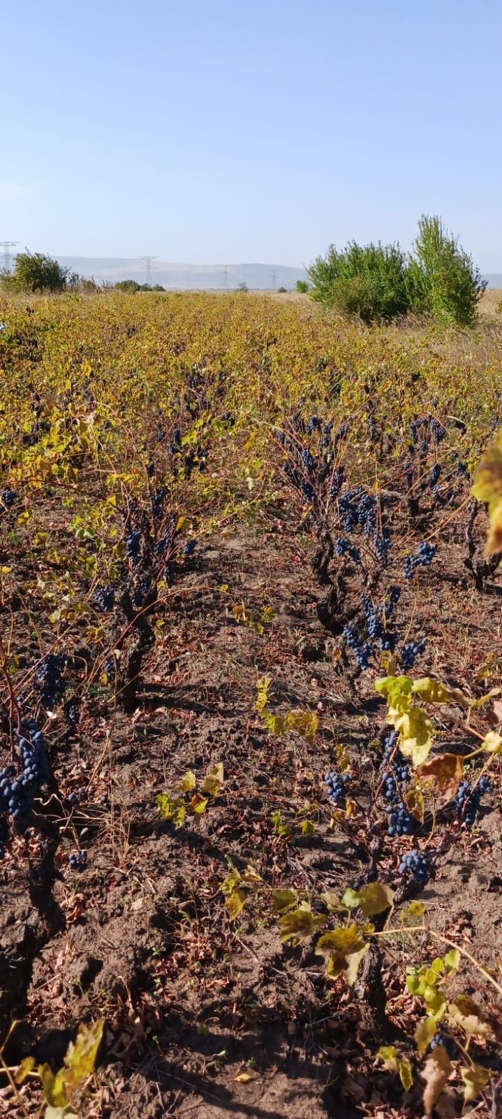 Vând struguri pentru vin