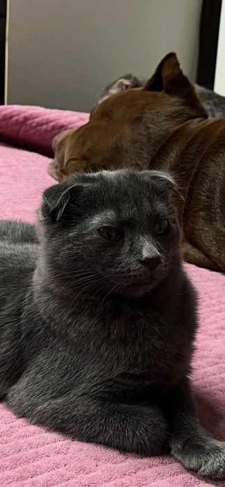 Отдам веслоухих котят