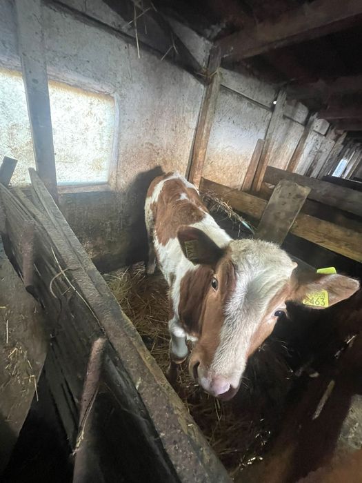 Vând vitei și vitele bălțată romaneasca