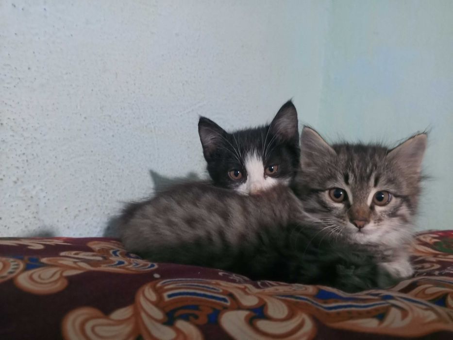 Котята мальчики  мушук болалари