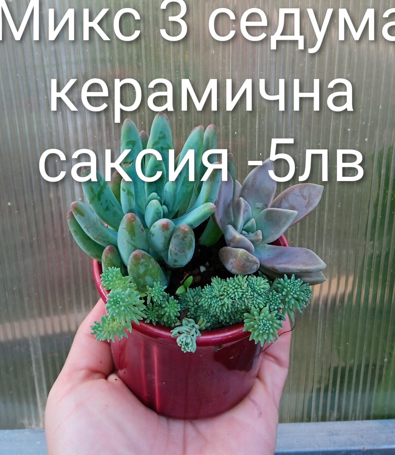 Аранжировки цветя за двора и стайни . Цени на снимките