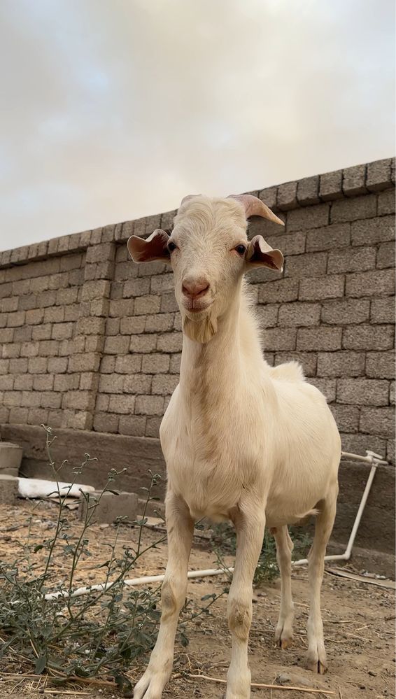 Zanen echkilarimiz “Basmala farm” fermasidan